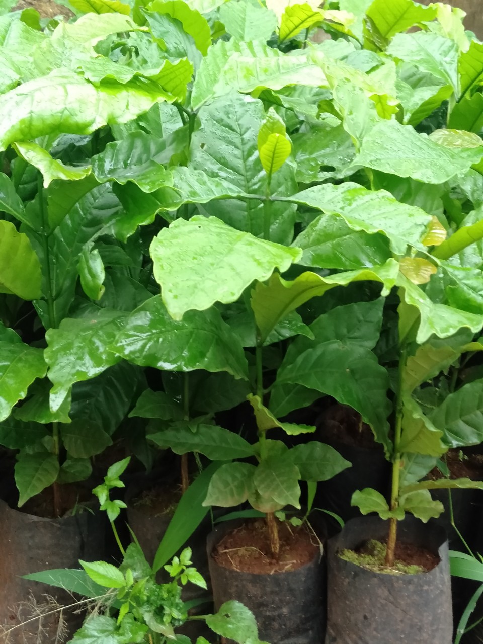 Cây cà phê arabica giống