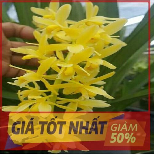 Địa lan kiếm vàng, mặt hoa lai, gửi đi nguyên chậu UY TÍN CHẤT LƯỢNG
