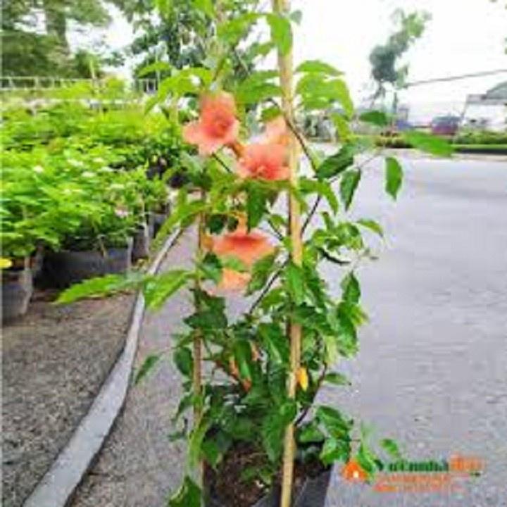CHẬU CÂY DÂY LAN TIÊU - CÂY GIỐNG