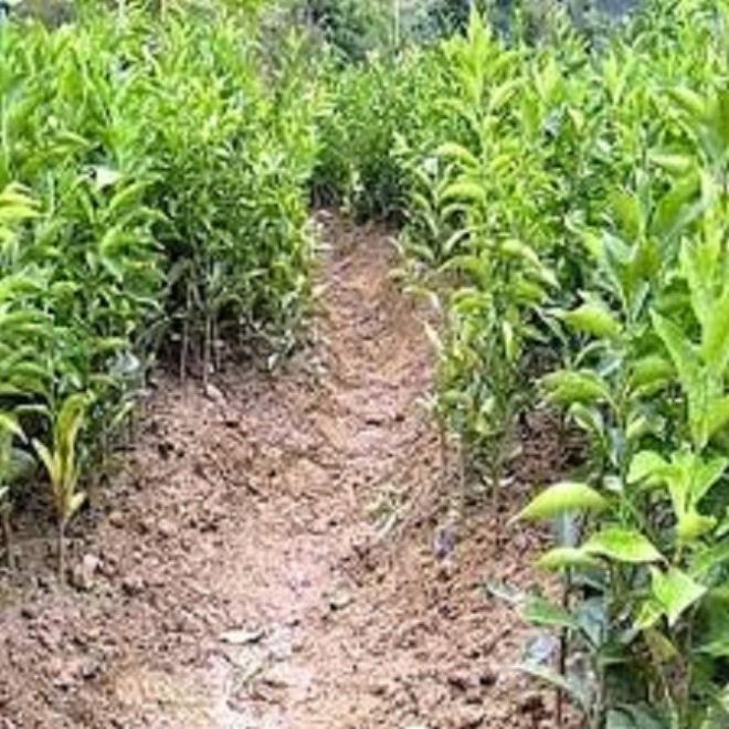 Cây giống QUẤT NGỌT - Cây giống F1