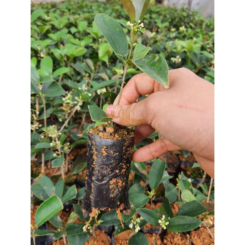 Cây giống Mộc hương cây