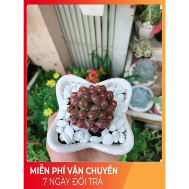 Chậu Kim Cương Đỏ