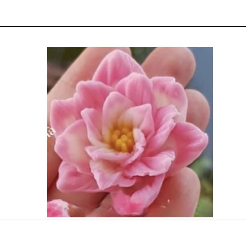 Hoa thái B39 to kích thước 7.2*7.2*3.5 , B39 nhỏ :6*6*2.8