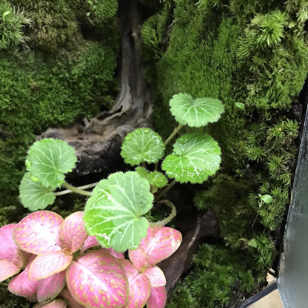 CÂY BÁN CẠN TAI HÙM HỢP TRỒNG TRONG BỂ TERRARIUM