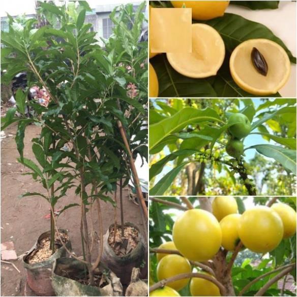 Cây Giống VŨ SỮA HOÀNG KIM - GIỐNG F1- SIÊU QUẢ