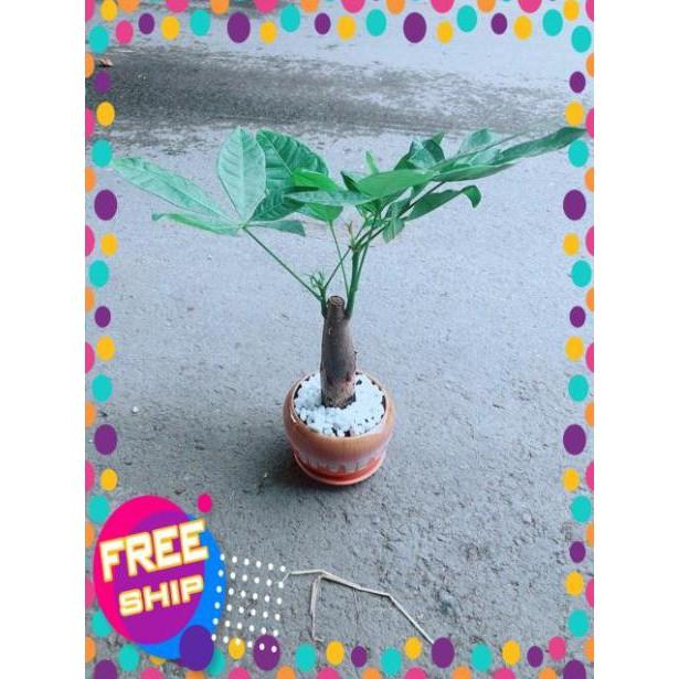 Chậu Kim Ngân 1 Thân