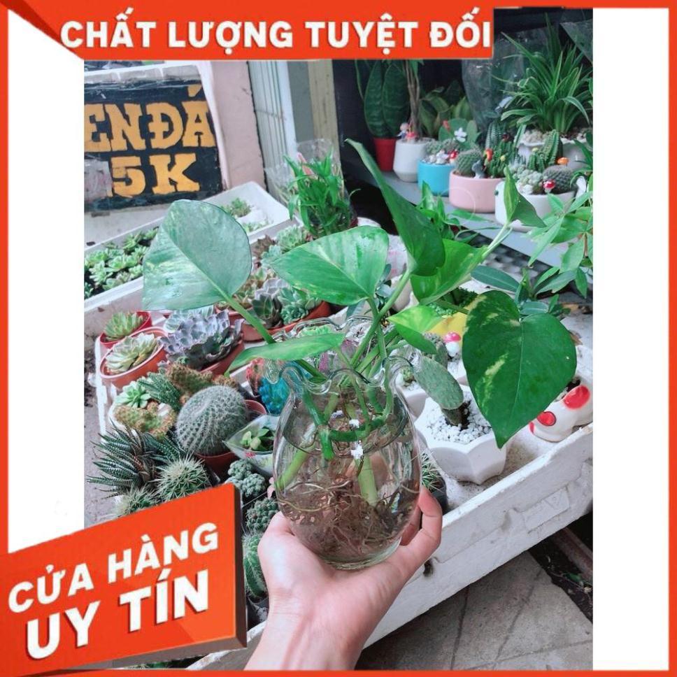 Chậu trầu bà thủy sinh Nhiều Người Mua