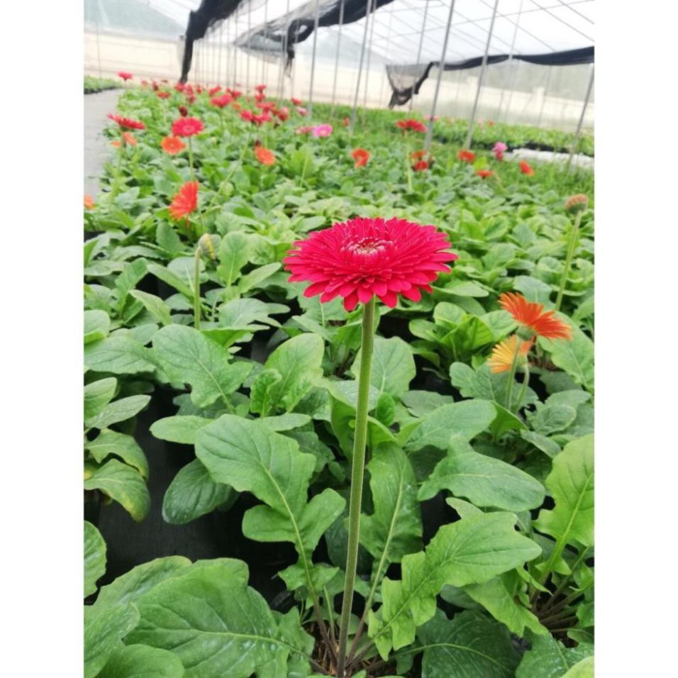 Chậu hoa đồng tiền cao, sẵn hoa, đủ mặt hoa