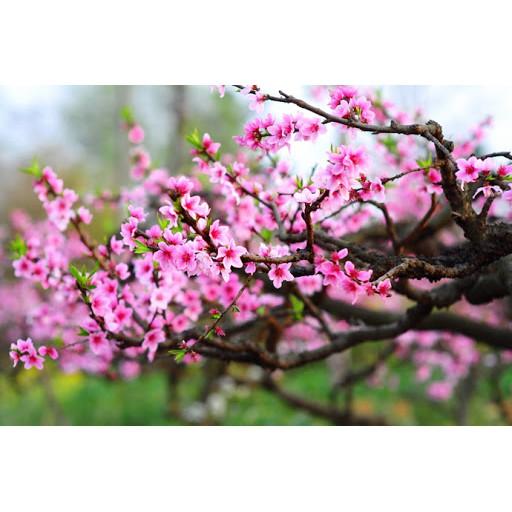 COMBO 5 CÂY HOA ĐÀO GIỐNG 99K