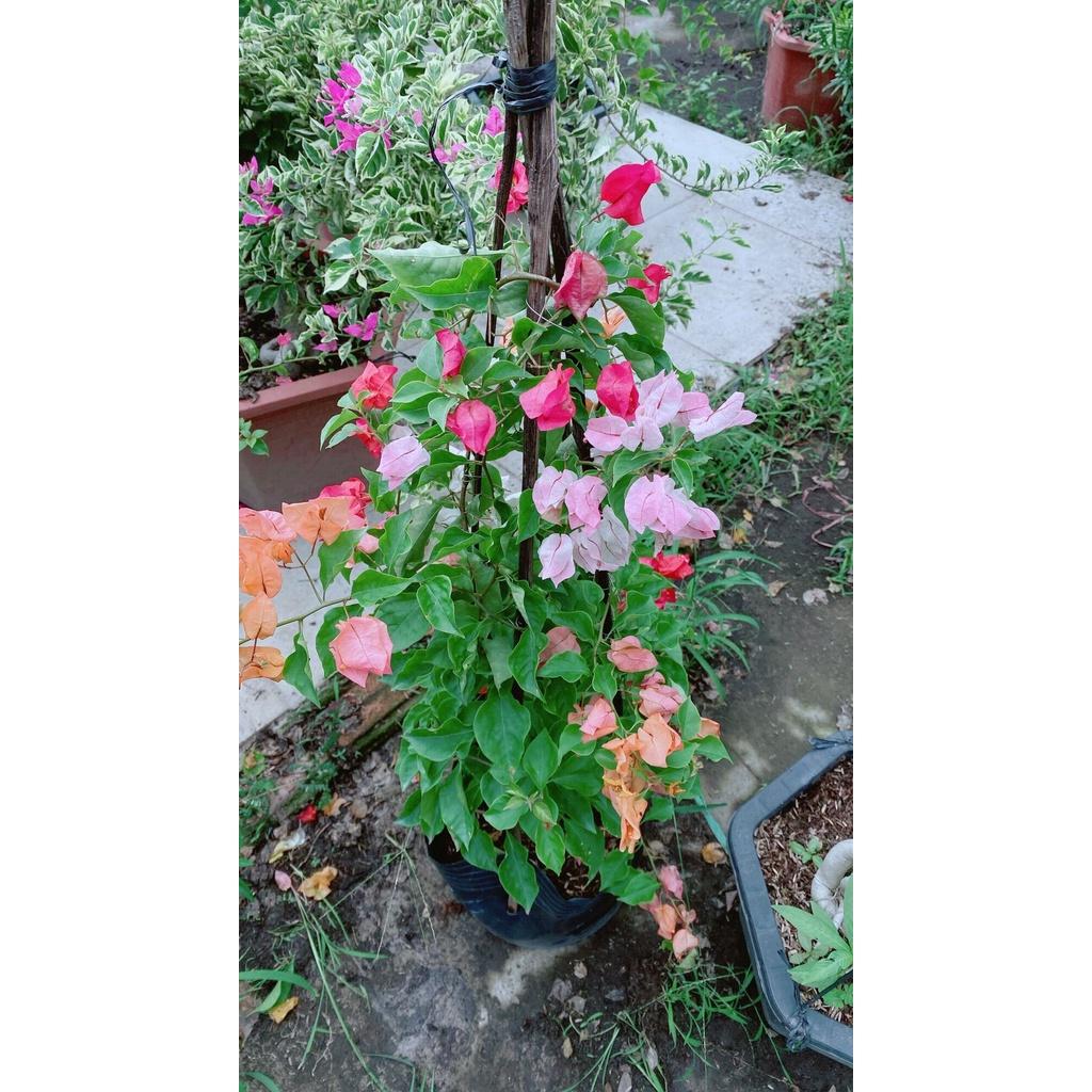 Cây Hoa Giấy 3 Màu