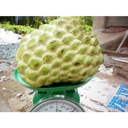 Cây giống na thái ( quả nặng tới 1kg - giống thuần chủng F1)