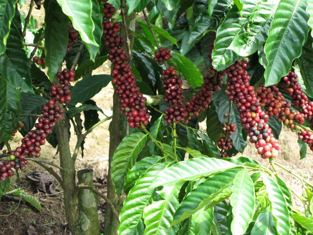 Cây Cà Phê ARABICA Giống Chuẩn