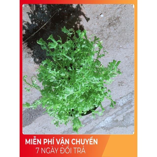 Cây Rêu Xanh