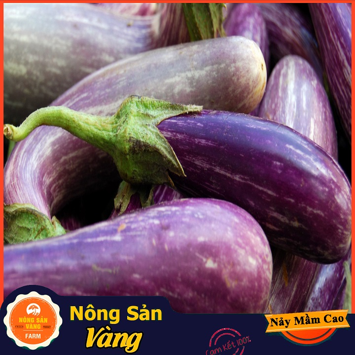 Hạt giống Cà Tím Quả Dài Năng Suất Cao - Nông Sản Vàng