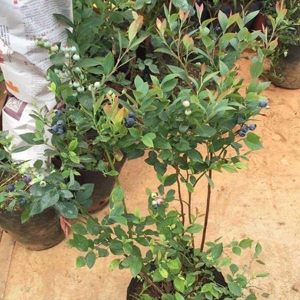 Cây giống việt quất lùn tứ quý, ra hoa, ra trái 4 mùa