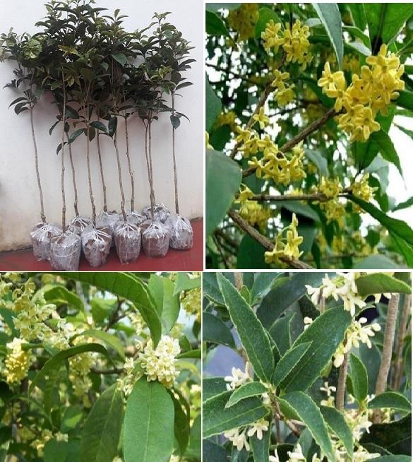 Cây mộc hương, giống Cây mộc hương ta cây lớn, hoa sai cực thơm