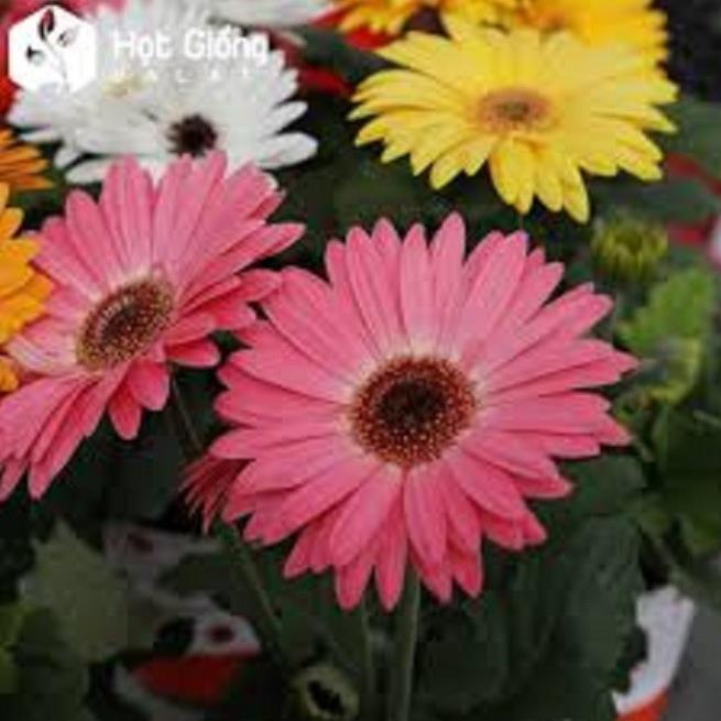 COMBO 2 CÂY GIỐNG HOA ĐỒNG TIỀN CỔ CÁNH KÉP ĐỦ MÀU