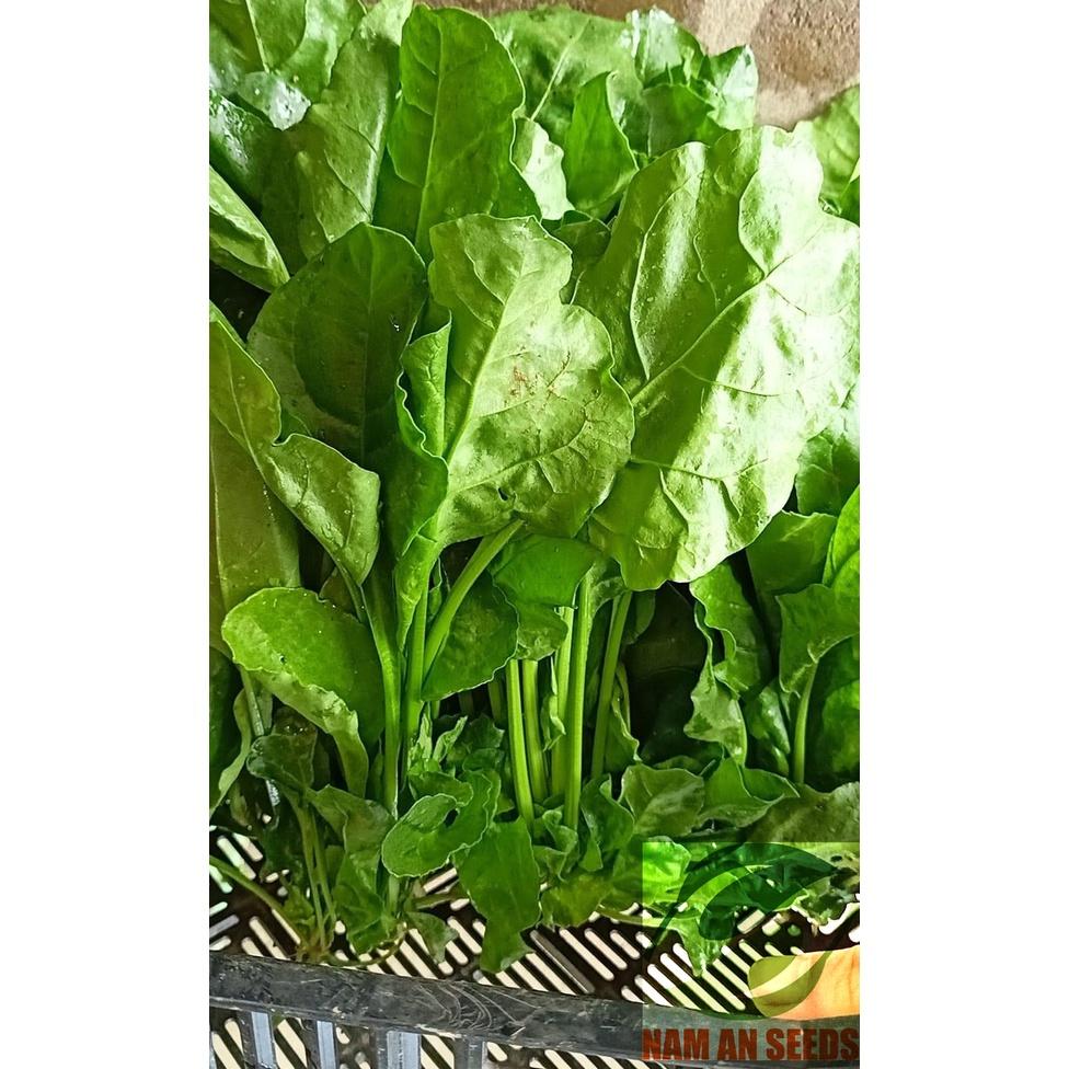 Hạt giống Cải Bó Xôi F1 Nhật Bản - chịu nhiệt