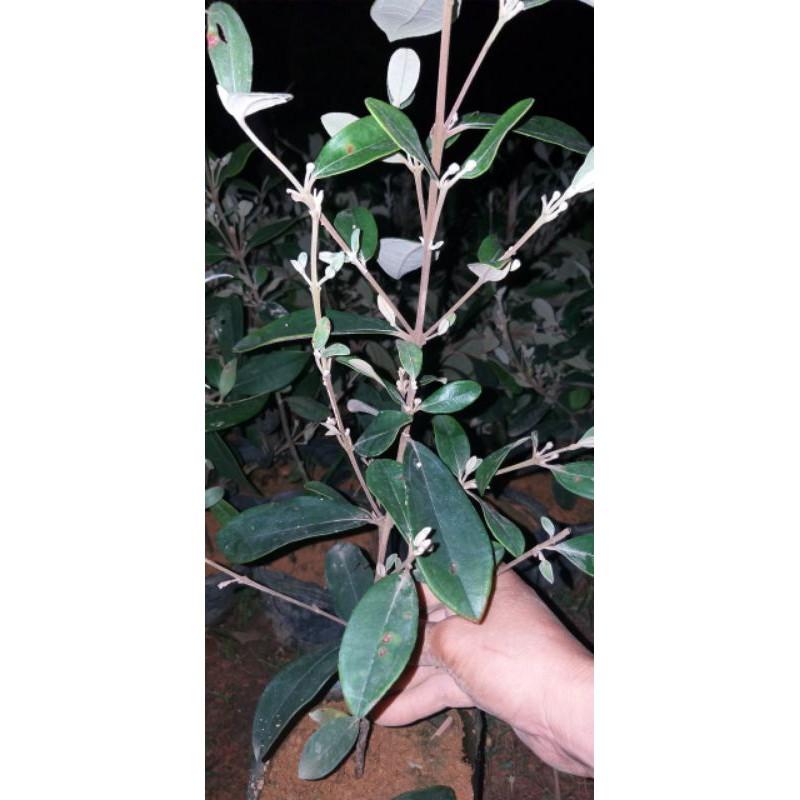 Cây sim ăn quả ảnh2