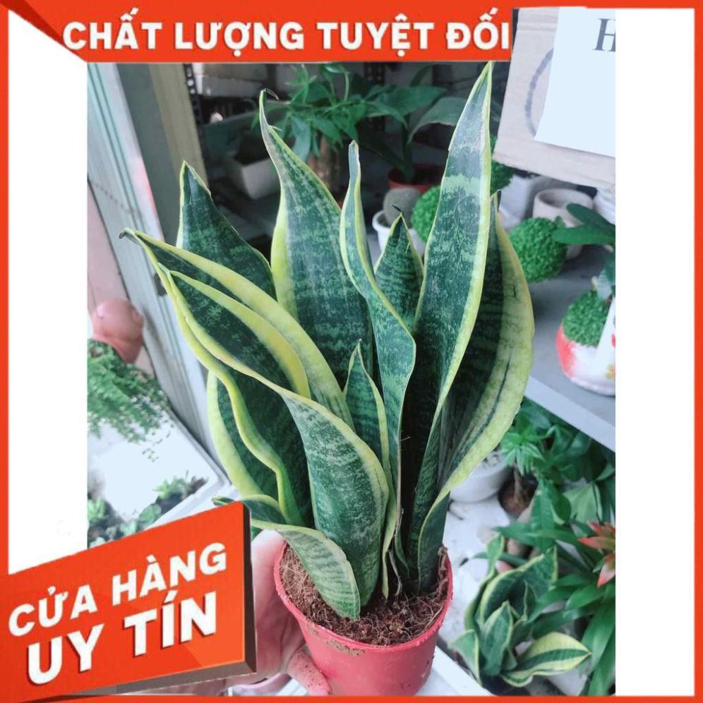 Chậu lưỡi hổ Nhiều Người Mua