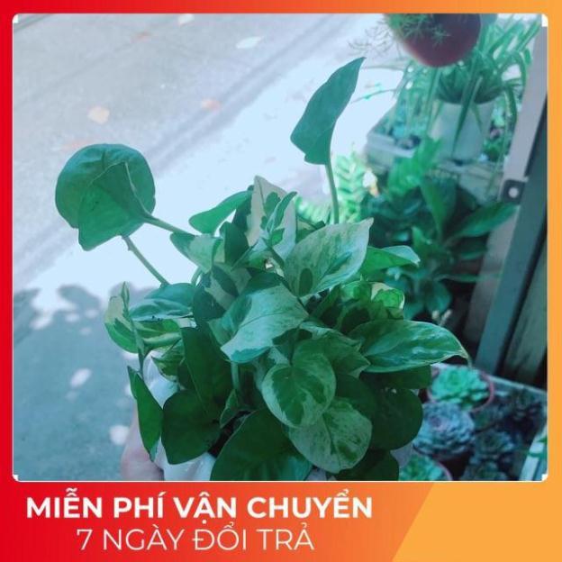 Chậu Trầu Bà Sữa