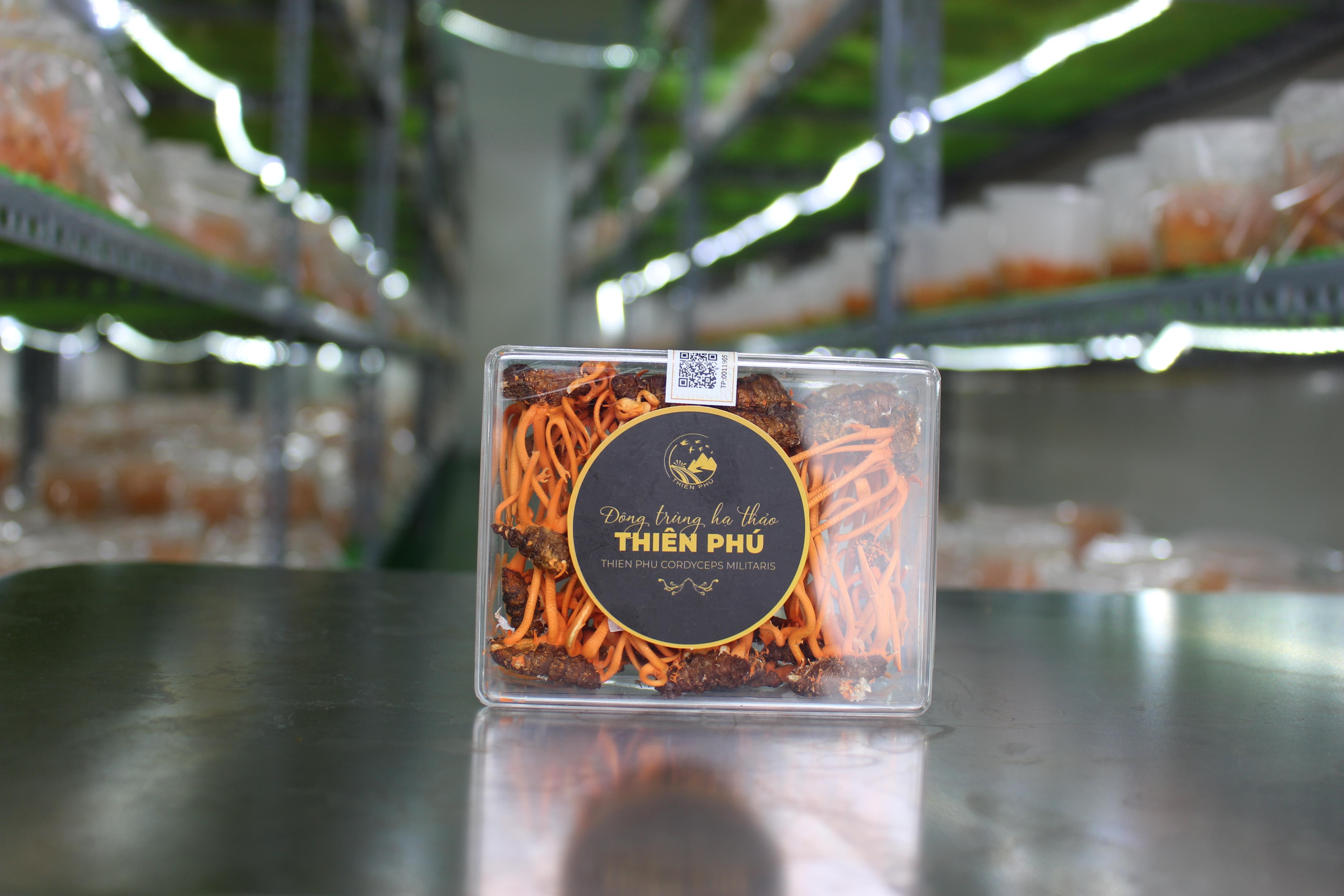 Đông trùng hạ thảo ký chủ nhộng tằm nguyên con - 12,5gr