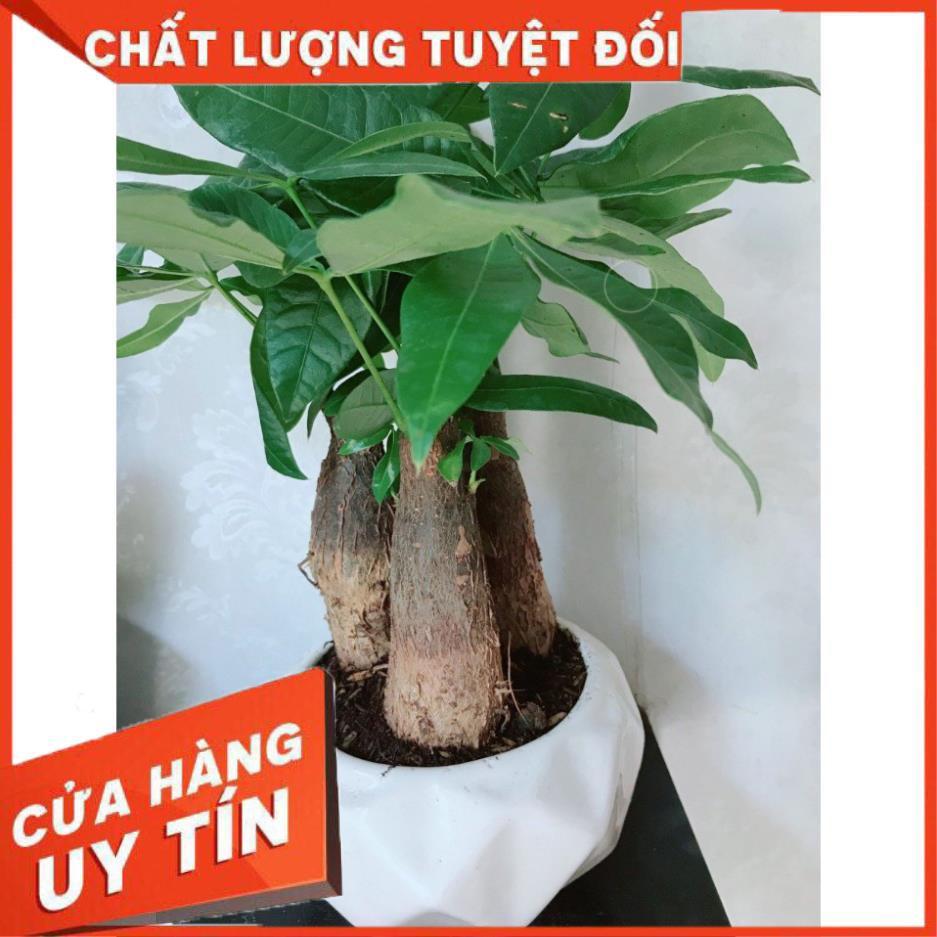 Cây Kim Ngân 3 Thân