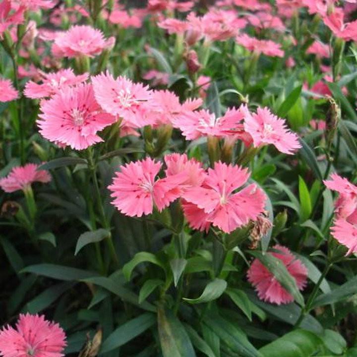 Hạt giống hoa cẩm chướng