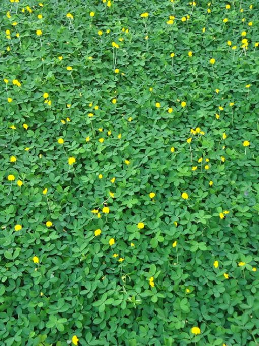 Hạt Giống Cỏ Lạc Dại – Cỏ Thảm Cảnh - Cỏ Đậu Phộng