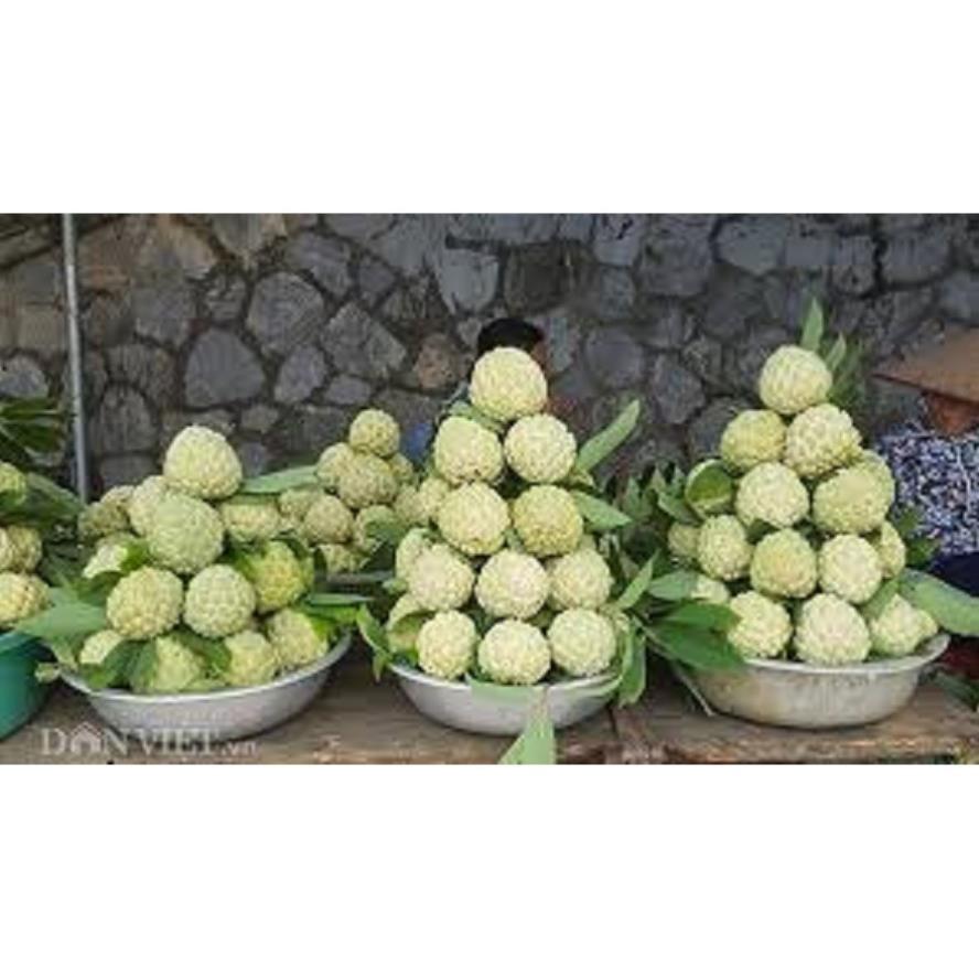 Cây giống na thái hàng cây giống chuẩn F1