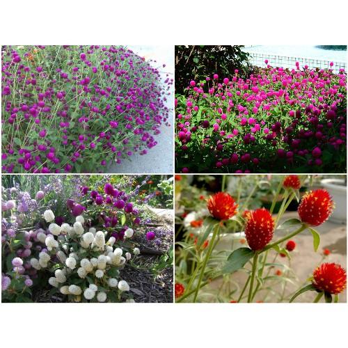 Hạt giống hoa Cúc Bách nhật, cúc Nút áo nhiều màu Gomphrena globosa seeds