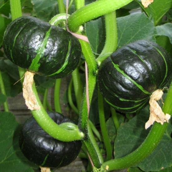 Hạt Giống Bí Nhật Xanh,Bí Sắt Nảy Mầm Trên 90% Cực Dễ Trồng