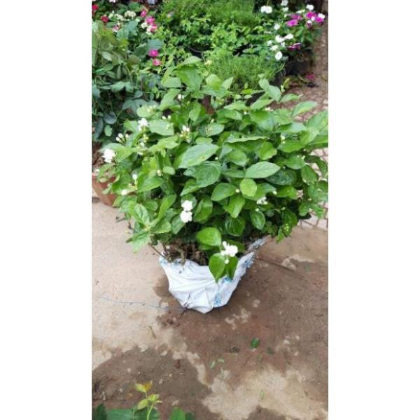 Hoa nhài khóm to sẵn hoa