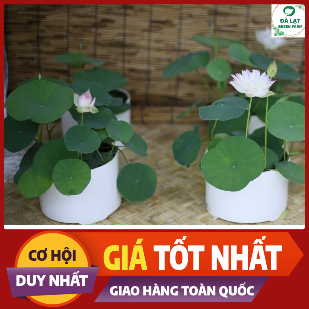 Hạt Giống Sen Mini Nhật - gói 5 hạt