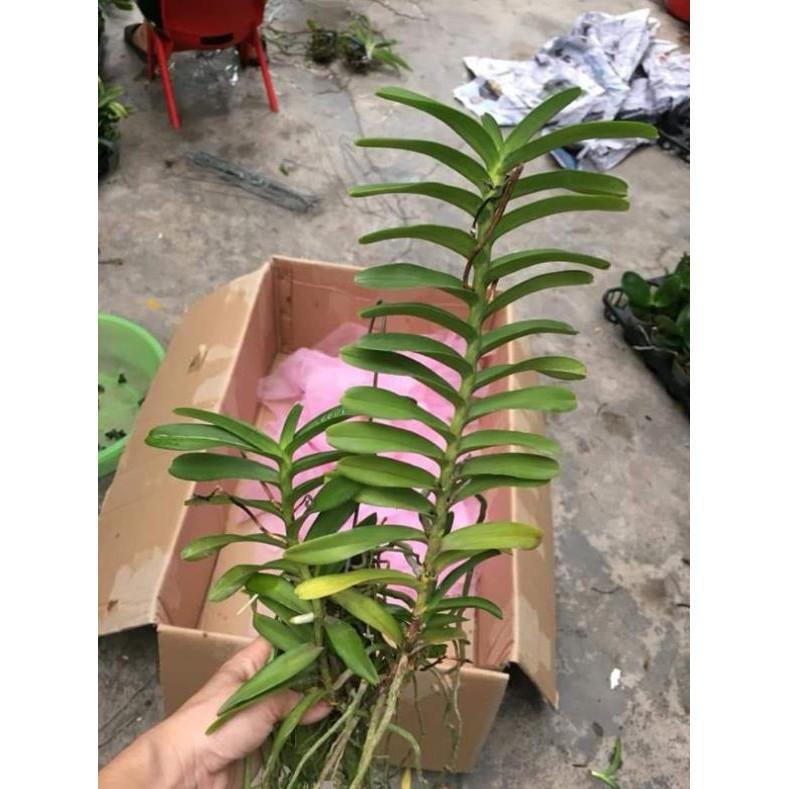 Hoa phong lan cù lao minh