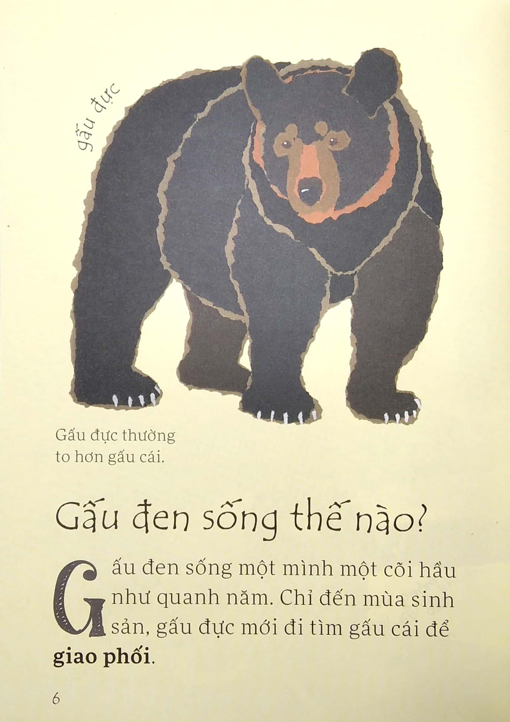 Sách Gấu Đen Có Nguy Hiểm Không?