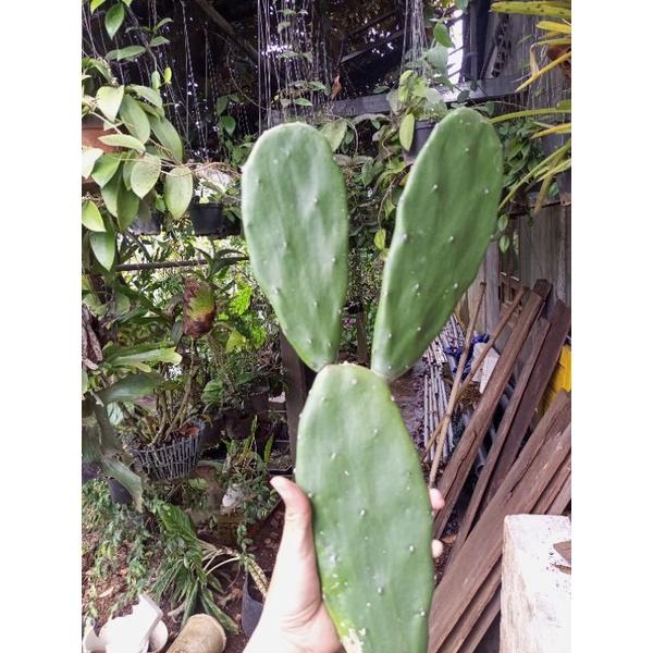Xương rồng tai thỏ thích hợp decor hoặc làm thức ăn cho pet, chậu 1 lá