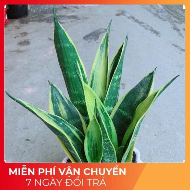 Chậu Lưỡi Hổ Hoàng Kim