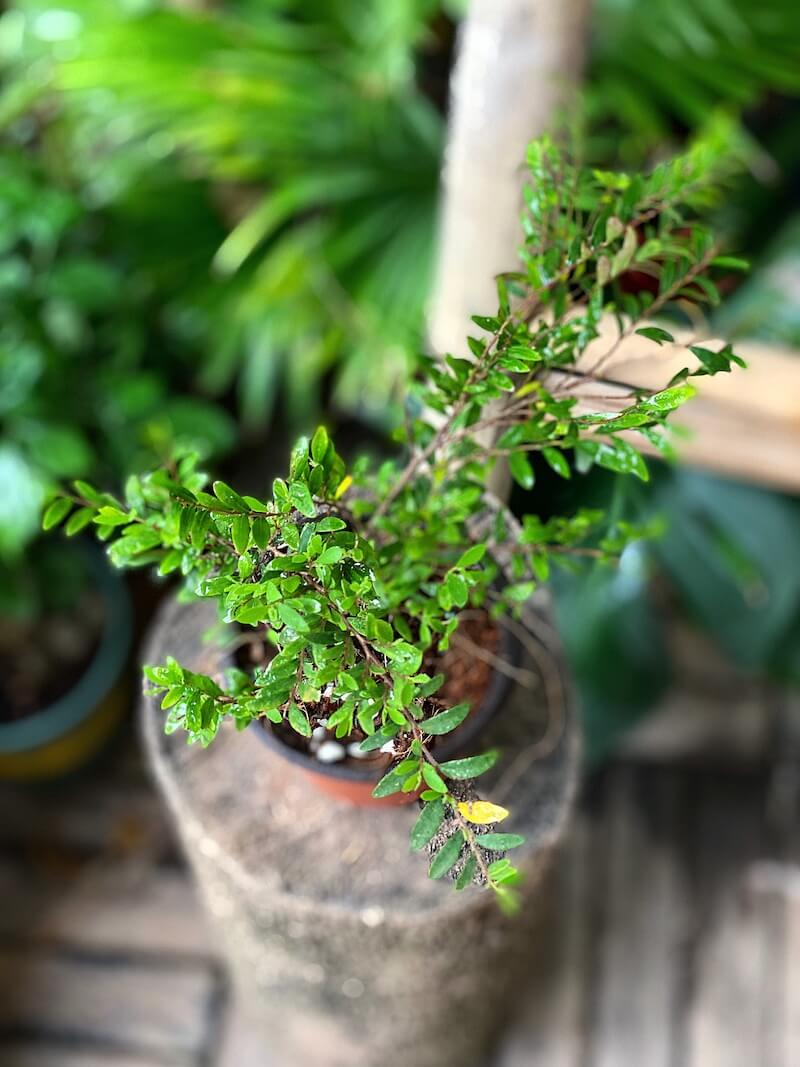 Cây Phyllanthus cochinchinensis Green Lightning  chậu nhựa 10cm