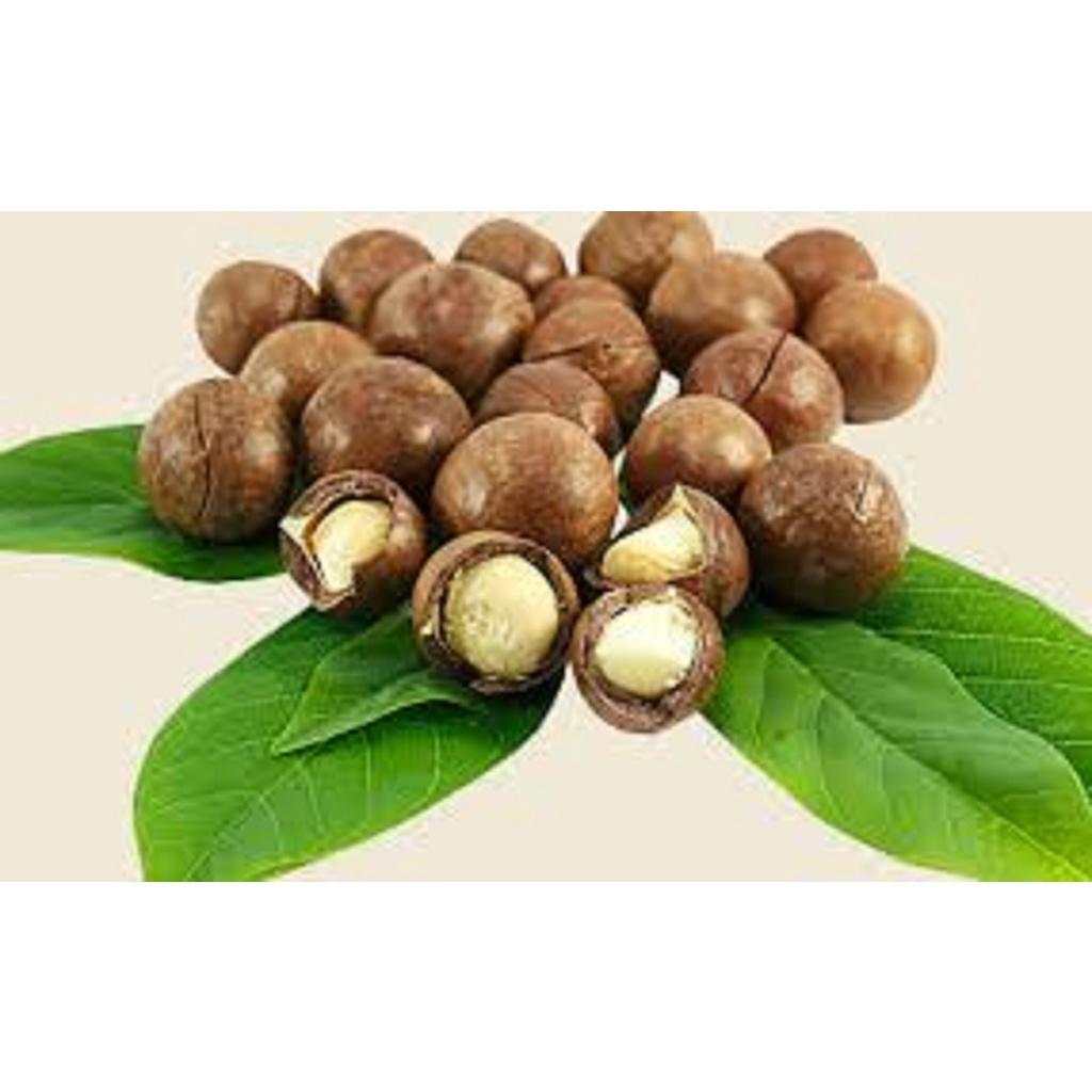 Cây giống MẮC CA OC ghép . ()