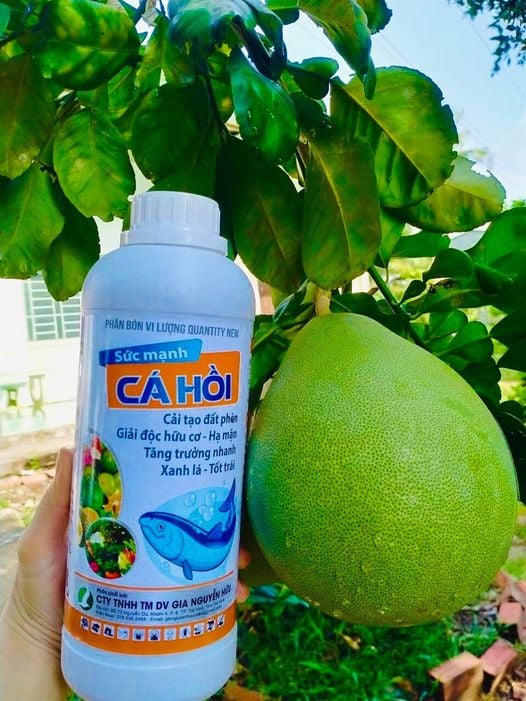 SỨC MẠNH CÁ HỒI 1L - PHÂN BÓN LÁ SIÊU TĂNG TRƯỞNG, DƯỠNG CÂY