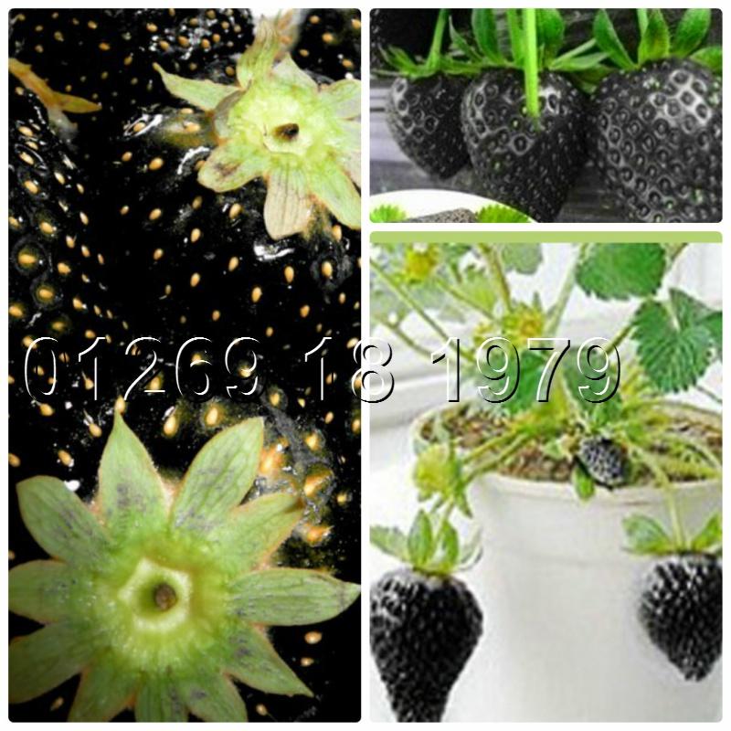 Combo 2 gói Hạt giống dâu tây đen chịu nhiệt f1- Gói 50 hạt-tặng kèm gói phân bón lót