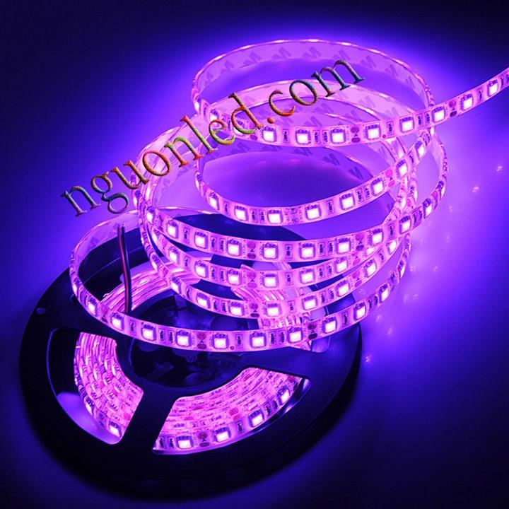 Đèn led dây dán 5m 5050 màu hồng