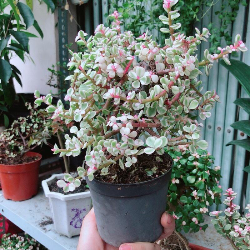 Cành Vàng Lá Ngọc Cổ Thụ