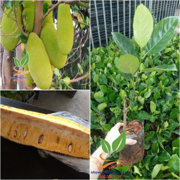 CÂY GIỐNG Mít Trái Dài Malaysia,