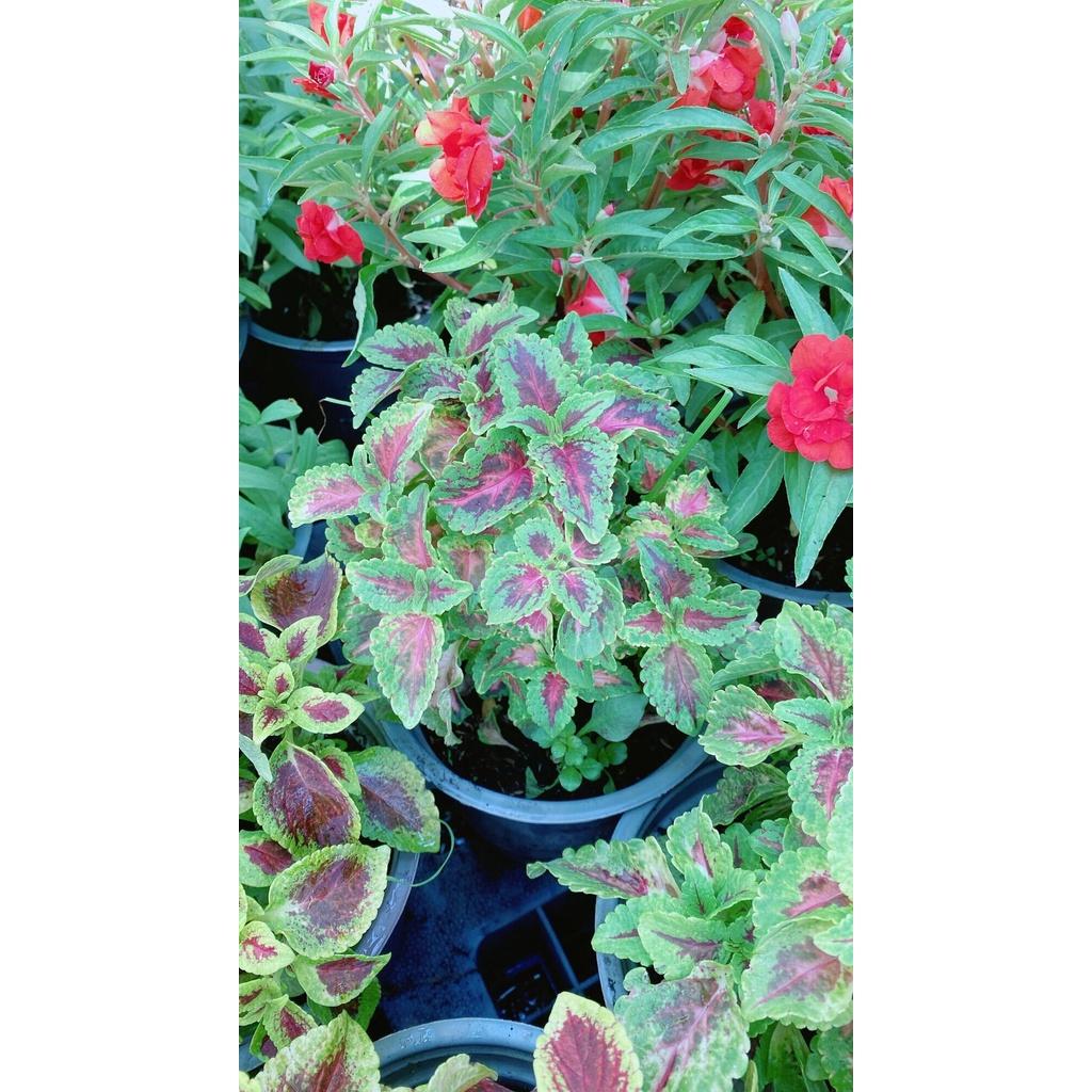 Chậu Cây Lá Gấm