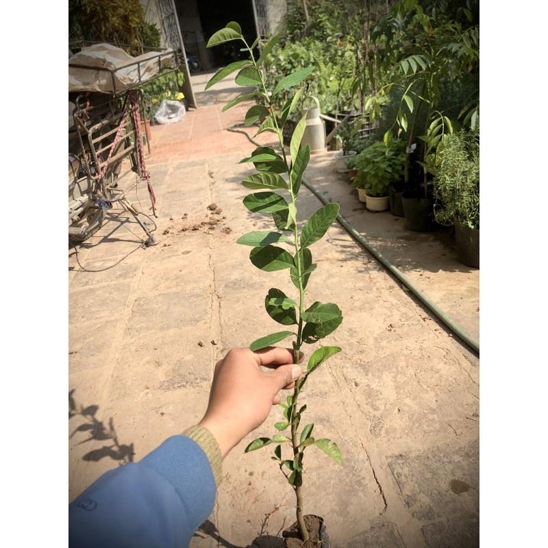 Cây Chanh Vàng Mỹ cao 50-70cm