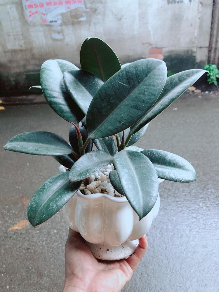 Chậu Cây Đa Búp Đỏ cây đẹp giống chuẩn