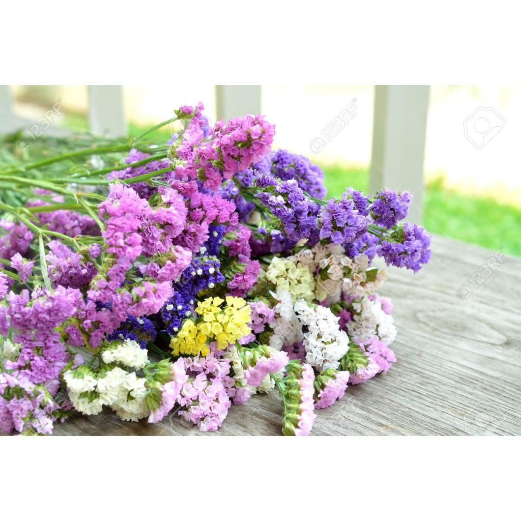 Hạt giống Hoa Salem Nhiều Màu