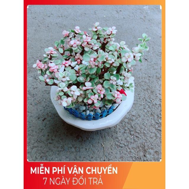 Chậu Đô La Hồng